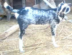 Goat_breed_Kodi